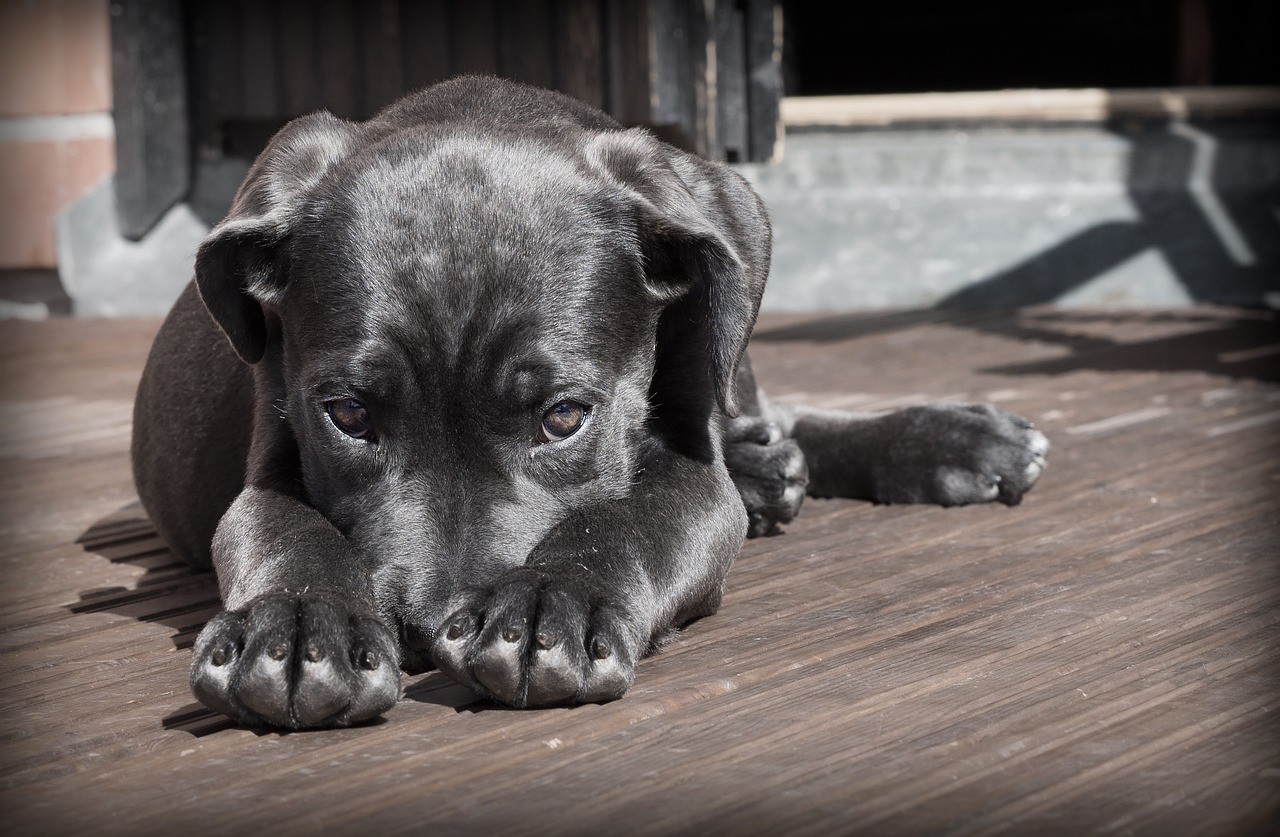 dog, puppy, pet, black dog, animal, pup, young dog, domestic dog, nature, canine, mammal, cute, adorable, portrait, dog portrait