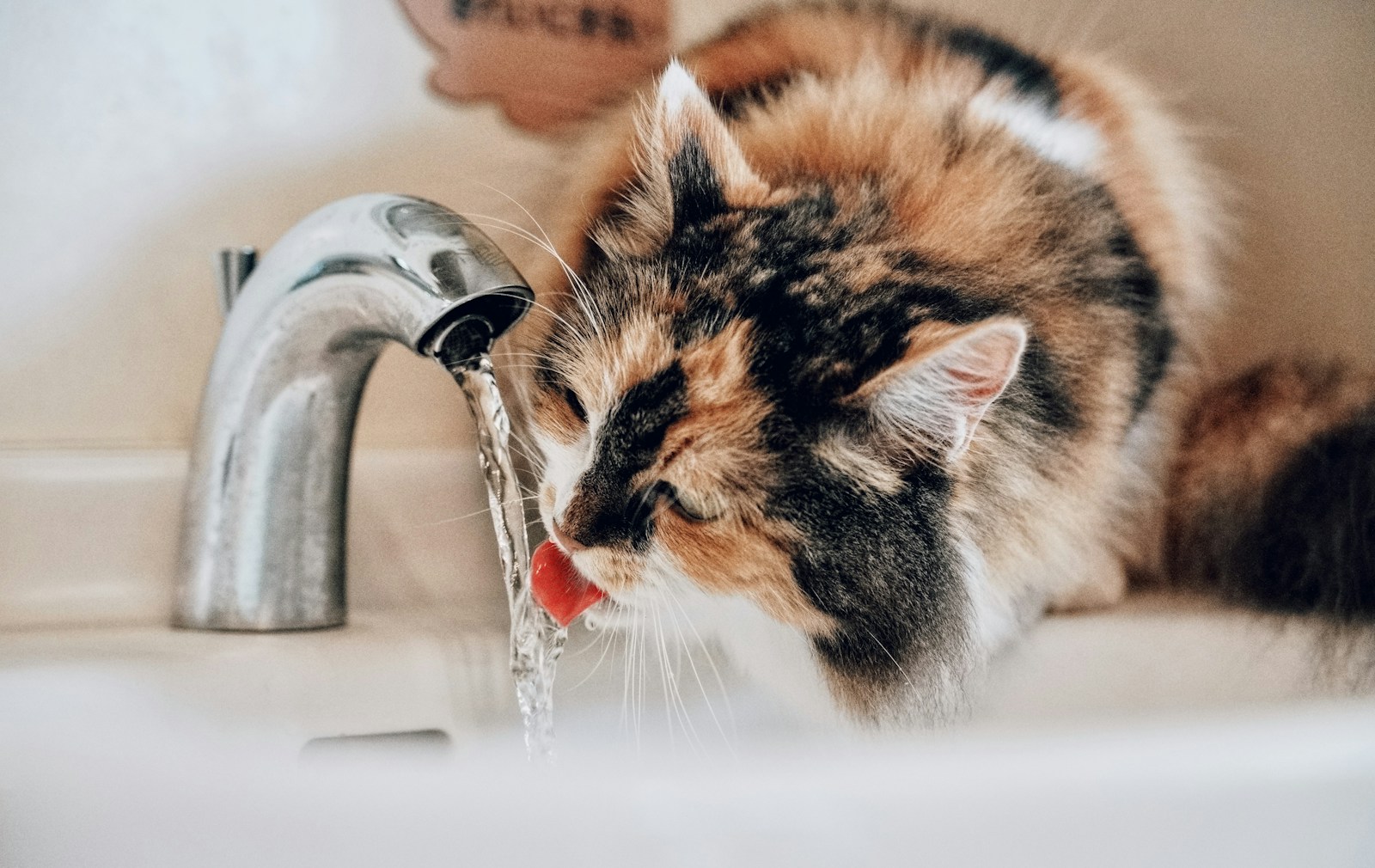 A cat drinking water from a faucet in a bathroom sink