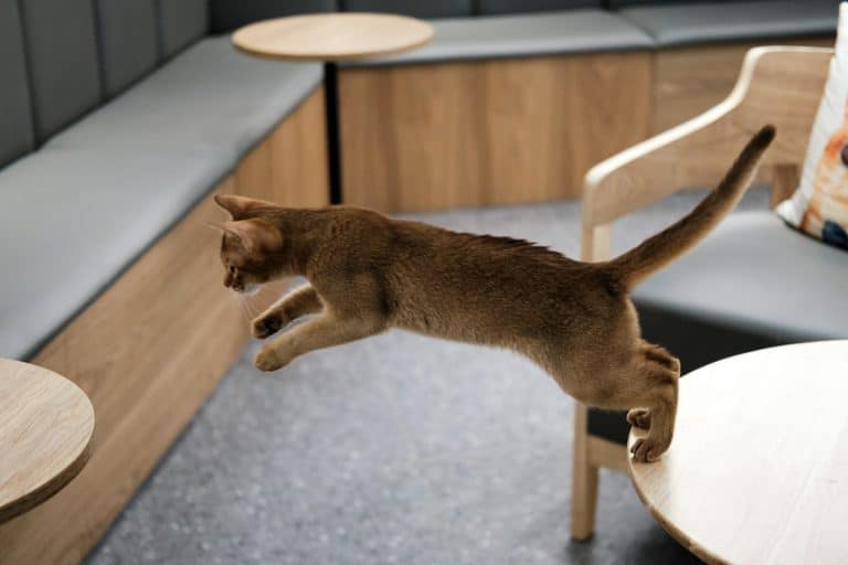 The Causes of Sudden and Frenzied Behavior of Cats
