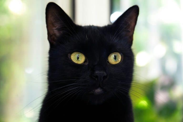 Black Cat Name