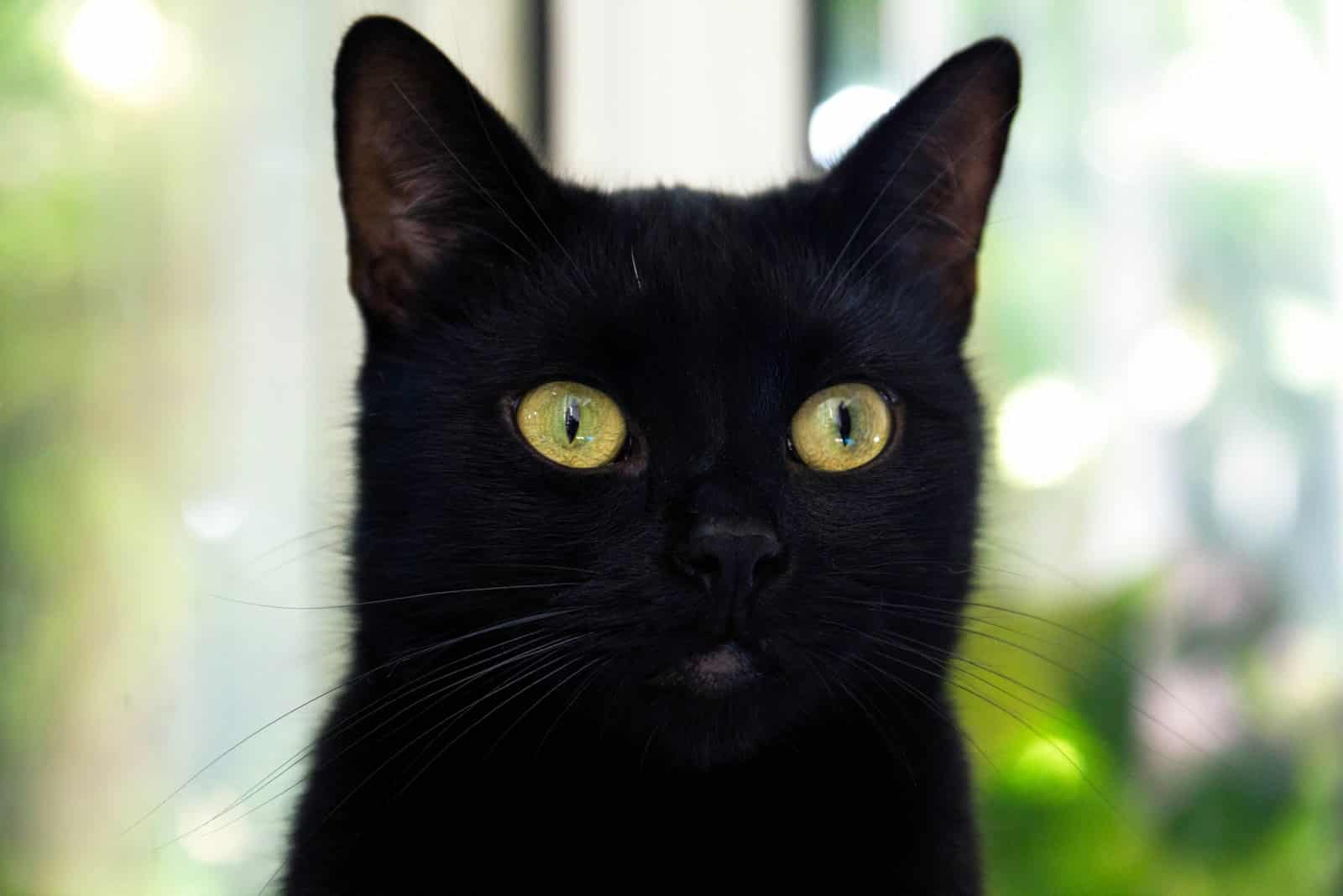 Black Cat Name