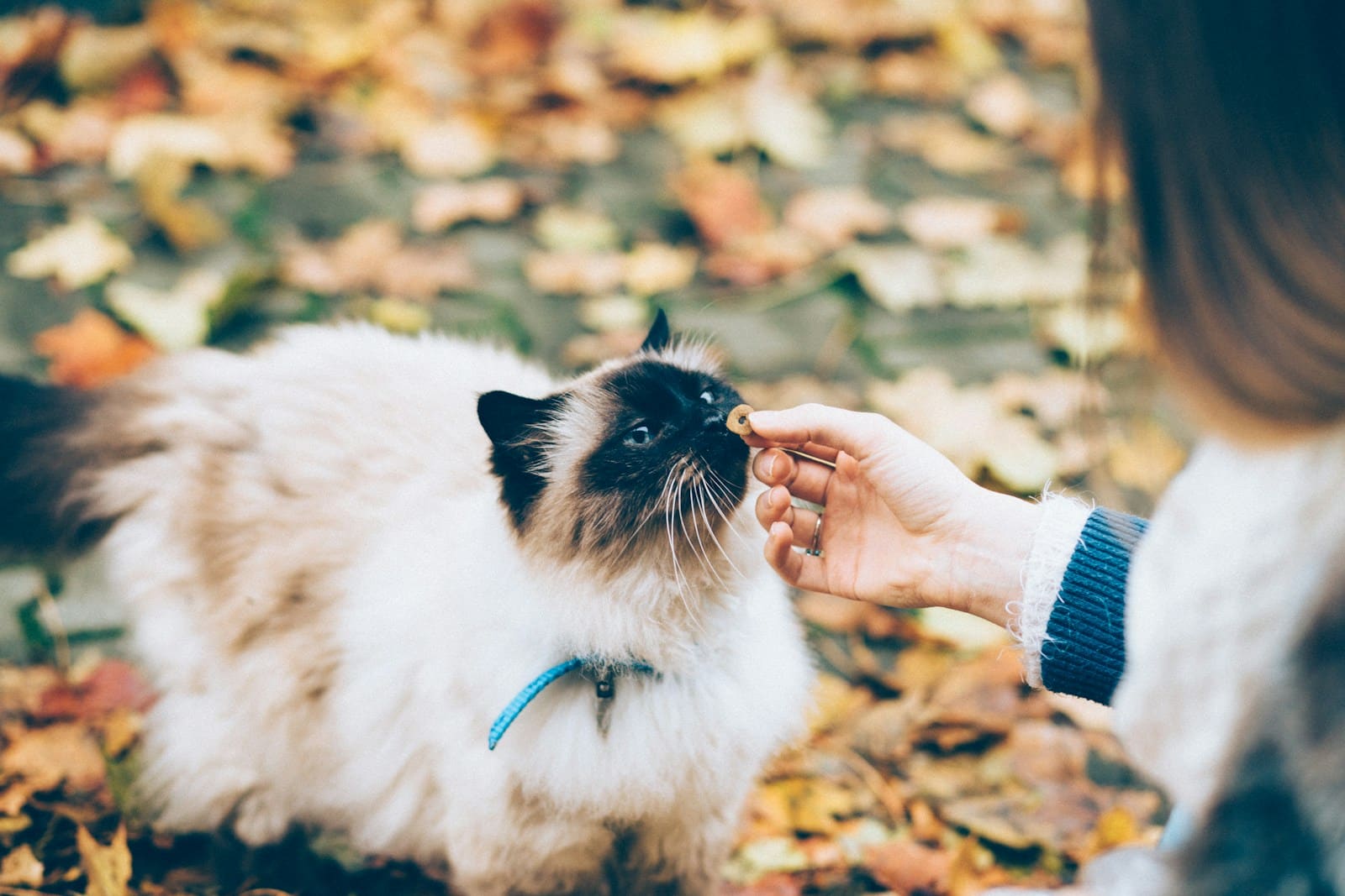 provide Your Cats Calcium requirements