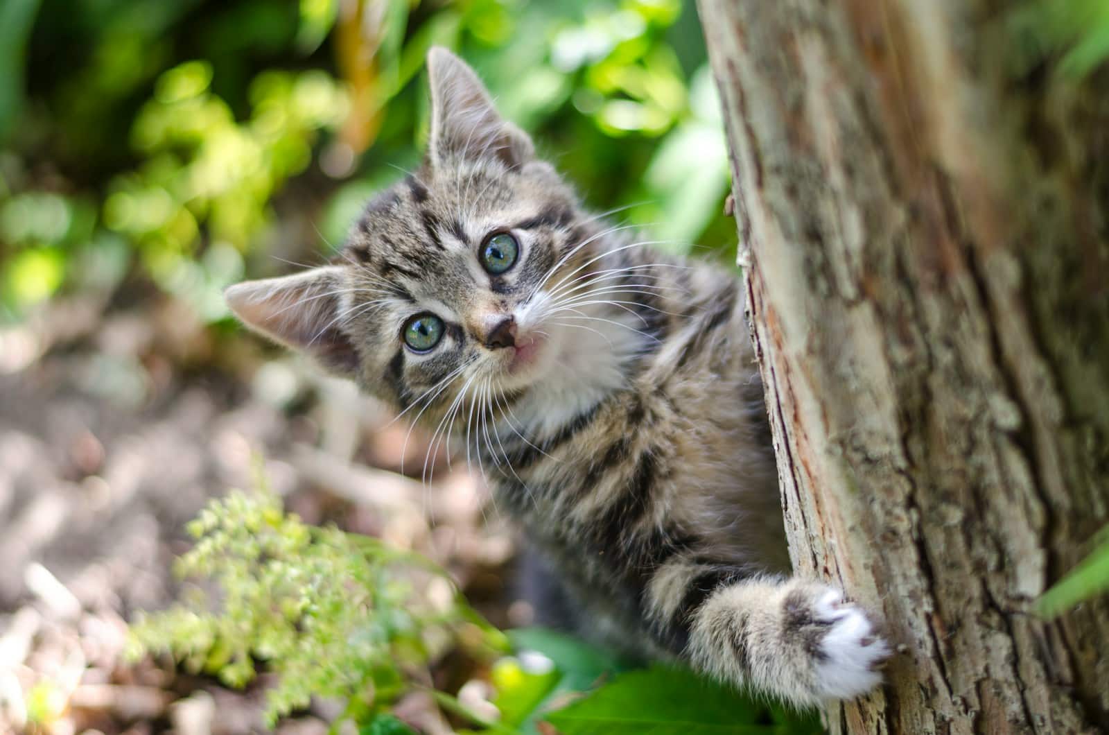 Kittens first year