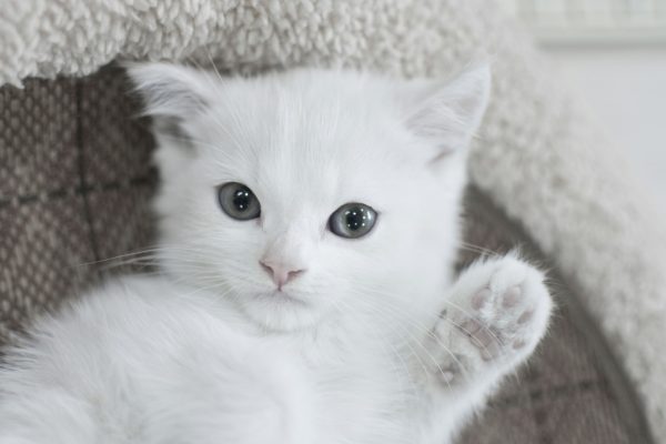 tatlı kedi fotoğrafları